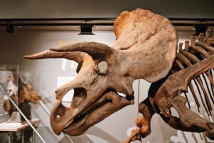 Excursão ao Museu de História Natural + Museu do Ar e Espaço do Smithsonian 8ppl