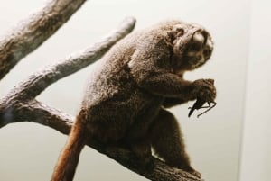 Excursão ao Museu de História Natural + Museu do Ar e Espaço do Smithsonian 8ppl