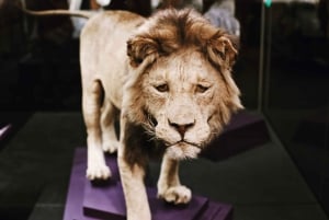 Excursão ao Museu de História Natural + Museu do Ar e Espaço do Smithsonian 8ppl