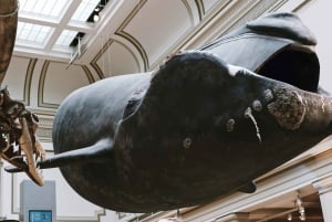 Excursão ao Museu de História Natural + Museu do Ar e Espaço do Smithsonian 8ppl