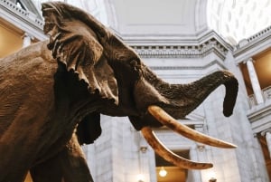 Excursão ao Museu de História Natural + Museu do Ar e Espaço do Smithsonian 8ppl