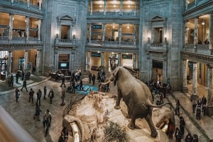 Excursão ao Museu de História Natural + Museu do Ar e Espaço do Smithsonian 8ppl