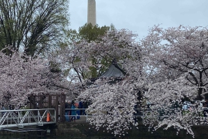 Washington DC: Alquiler de barcas a pedales en Tidal Basin