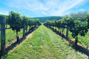 Washington, DC: Virginia Wine Region Experience Tour