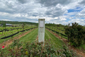 Washington, DC: Virginia Wine Region Experience Tour