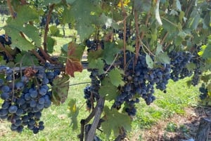 Washington, DC: Virginia Wine Region Experience Tour