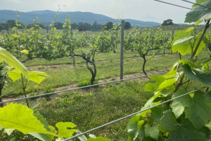 Washington, DC: Virginia Wine Region Experience Tour