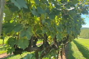 Washington, DC: Virginia Wine Region Experience Tour