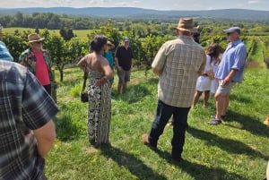 Excursion d'une journée complète dans les vignobles au départ de la région métropolitaine de Washington et de Leesburg - 3 vignobles