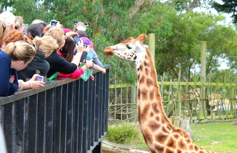 Giraffe Close Encounter