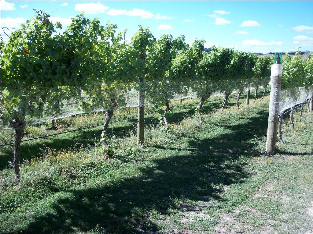 Martinborough Vineyard