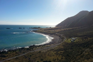 Cape Palliser: Coastal Explorer Walking Tour From Wellington