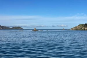 Wellington: Commented Harbor Explorer tour