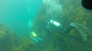 Island Bay Divers - Learn How To Dive