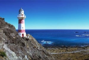 Palliser Bay & Martinborough Tour with Lunch from Wellington