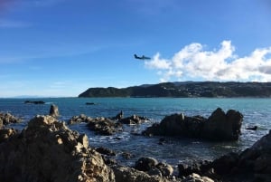 Wellington: Cave to Coast Highlights Guided Tour