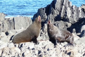Wellington: Half Day Seal Coast Safari