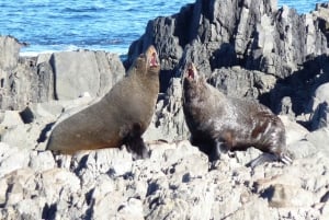 Wellington: Half Day Seal Coast Safari