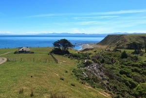 Wellington: Half Day Seal Coast Safari