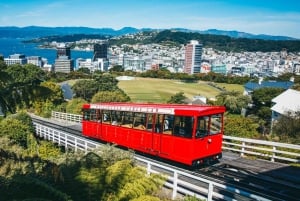 Wellington: Highlights Tour with a Local Guide