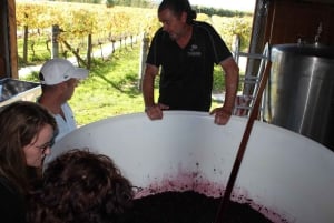 Wellington: Private Weingut-Tour in Martinborough mit Mittagessen