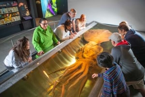 Wellington: Museum of NZ Guidet omvisning og generell adgang