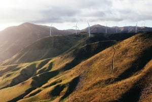 Wellington: Scenic South Coast Discovery Helicopter Flight
