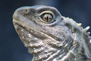 Zoológico de Wellington - Animales de Aotearoa - Visita en grupo