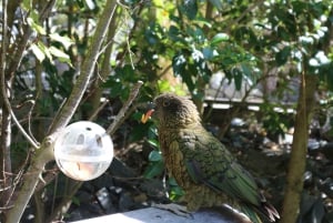 Bilety wstępu do Wellington Zoo