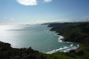 Wild Wellington Seal Colony Half-Day Tour