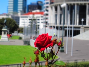 Parliament Building Rose
