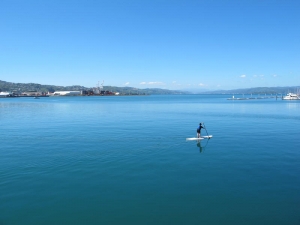 Wellington Harbour Paddle Surfer