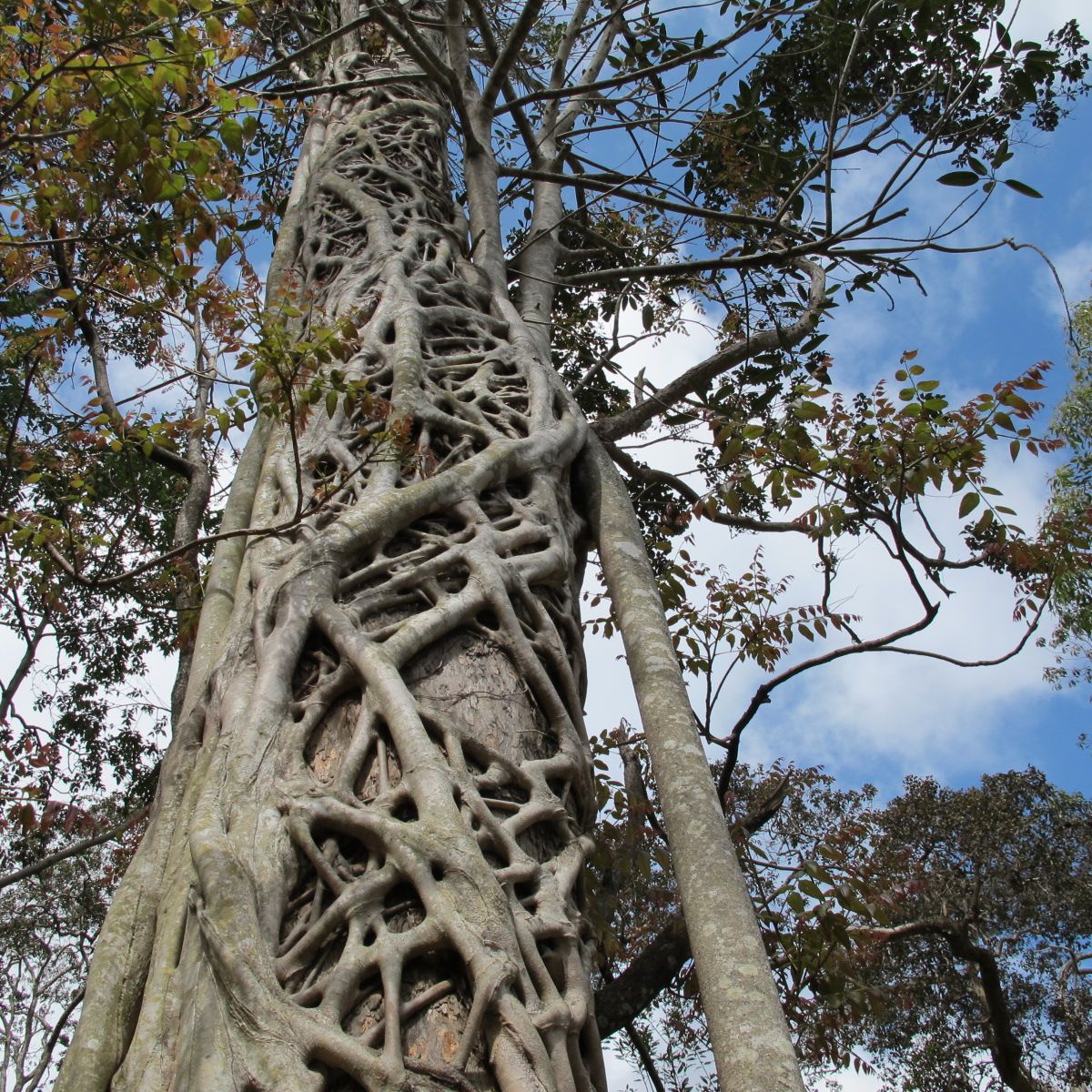 Tree at Eungella National Park