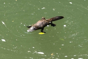 Airlie Beach: passeio ecológico pelos ornitorrincos e floresta tropical de Eungella