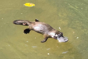 Airlie Beach: passeio ecológico pelos ornitorrincos e floresta tropical de Eungella