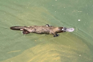 Airlie Beach: passeio ecológico pelos ornitorrincos e floresta tropical de Eungella