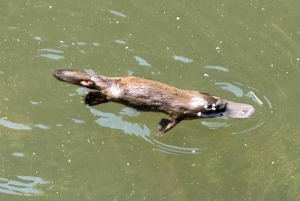 Airlie Beach: passeio ecológico pelos ornitorrincos e floresta tropical de Eungella