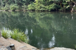 Airlie Beach: passeio ecológico pelos ornitorrincos e floresta tropical de Eungella
