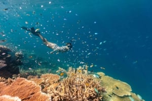 Airlie Beach: Jednodniowa wycieczka na zewnętrzną rafę koralową z nurkowaniem