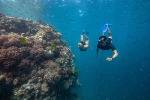 Airlie Beach : Plongée en apnée dans la Grande Barrière de Corail à partir de Shute Harbour