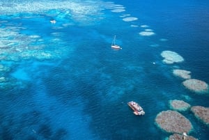 Airlie Beach: Escursione di un giorno per lo snorkeling della barriera corallina esterna