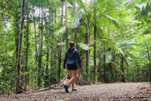 Airlie Beach: avventura ecologica tra cascate e foresta pluviale