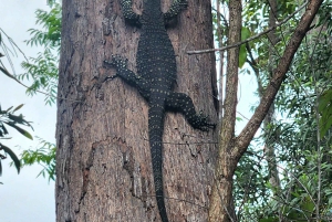 Airlie Beach: avventura ecologica tra cascate e foresta pluviale