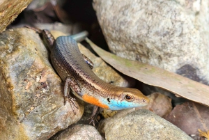 Airlie Beach: avventura ecologica tra cascate e foresta pluviale