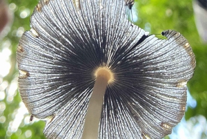 Airlie Beach: avventura ecologica tra cascate e foresta pluviale