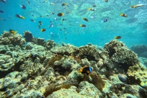 Airlie Beach: Whitehaven Beach Day Tour with Snorkel Option