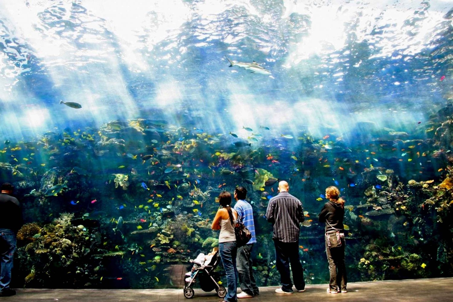 Atlanta: entreeticket met voorrangstoegang Georgia Aquarium