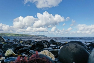 Belfast: Giants Causeway and North Coast Small Group Tour