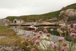 Belfast: Giants Causeway and North Coast Small Group Tour