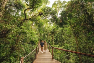 Brisbane till Daintree Whitsundays & Reef 9 dagars komforttur